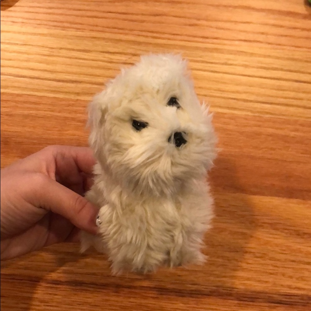 American girl coconut pet